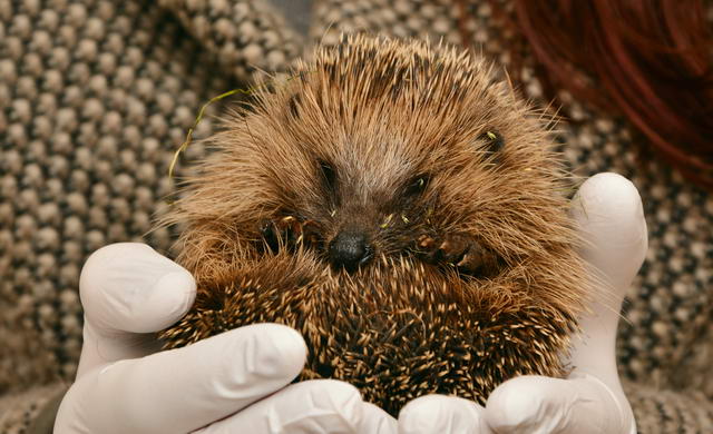 Igel überwintern