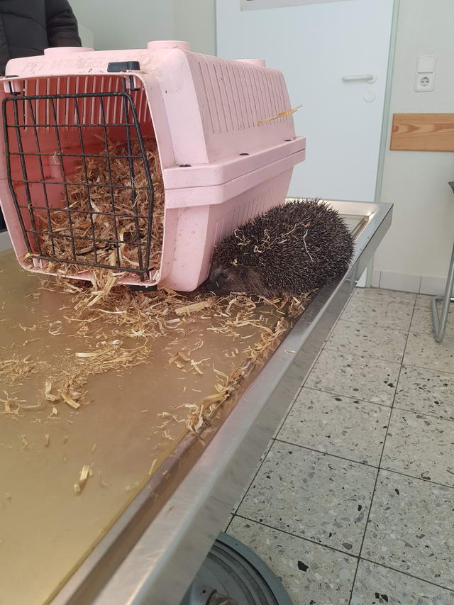 Igel auf dem Behandlungstisch beim Tierazt