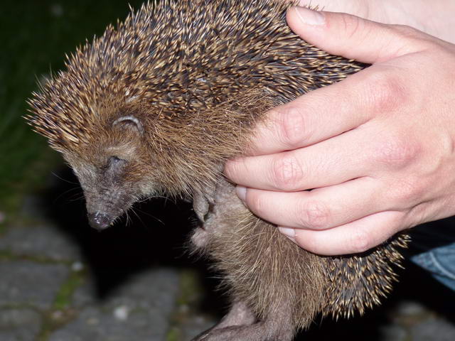 Igel auswildern