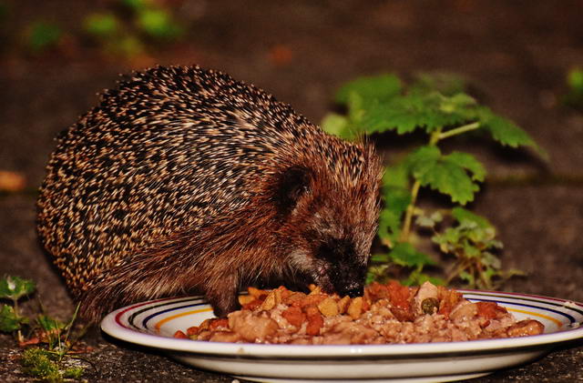Igel füttern