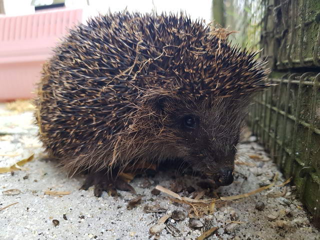 Igel im Igelgehege
