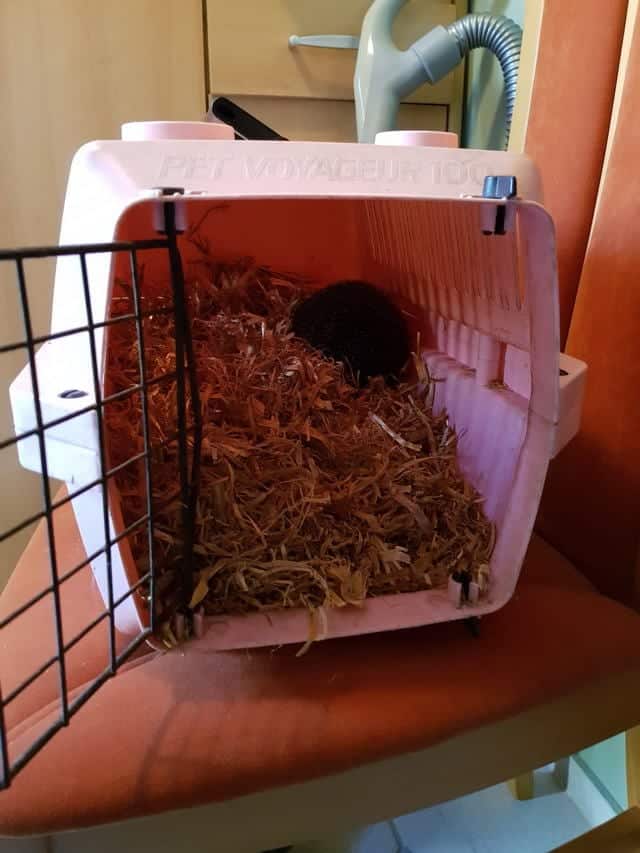 Igel im Transportkorb