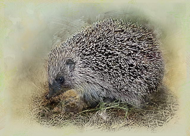 Igel überwintern