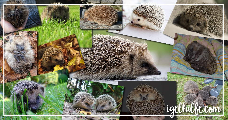 Igel Bilder