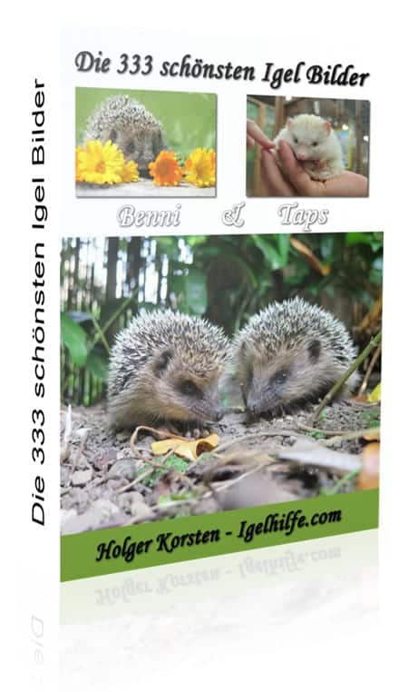 Igel Fotos