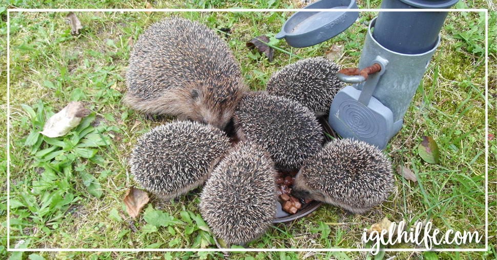Igel füttern