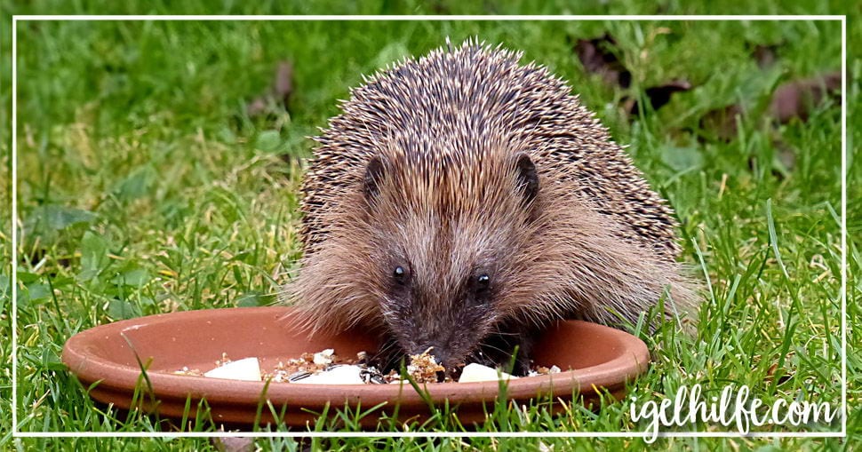 junge Igel füttern