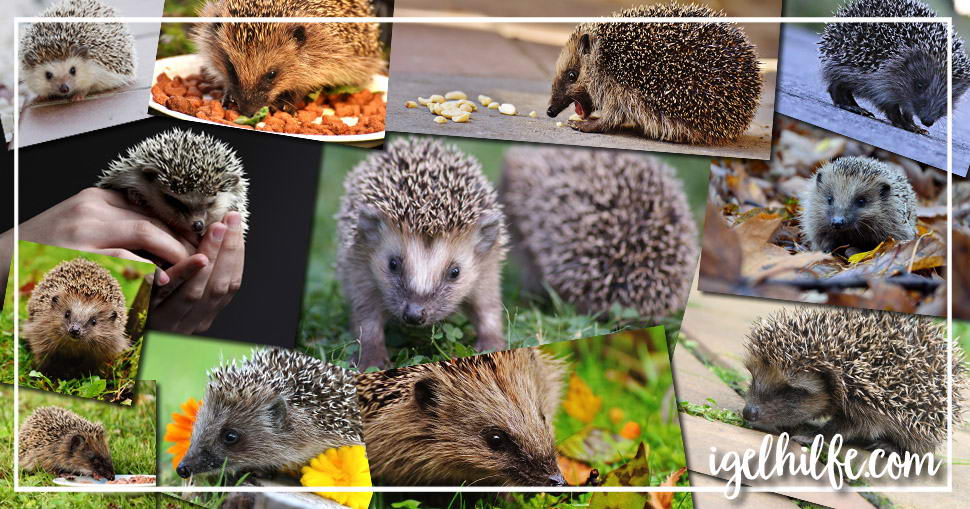 Tierfotografie