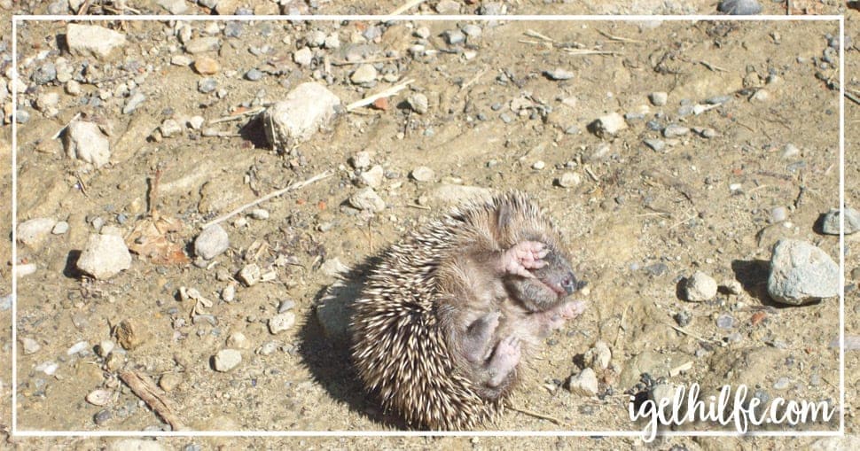 Ich habe einen kleinen Igel gefunden was nun