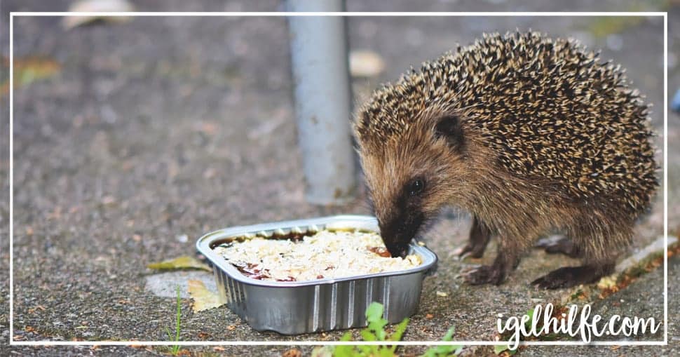 Igel im Herbst gefunden