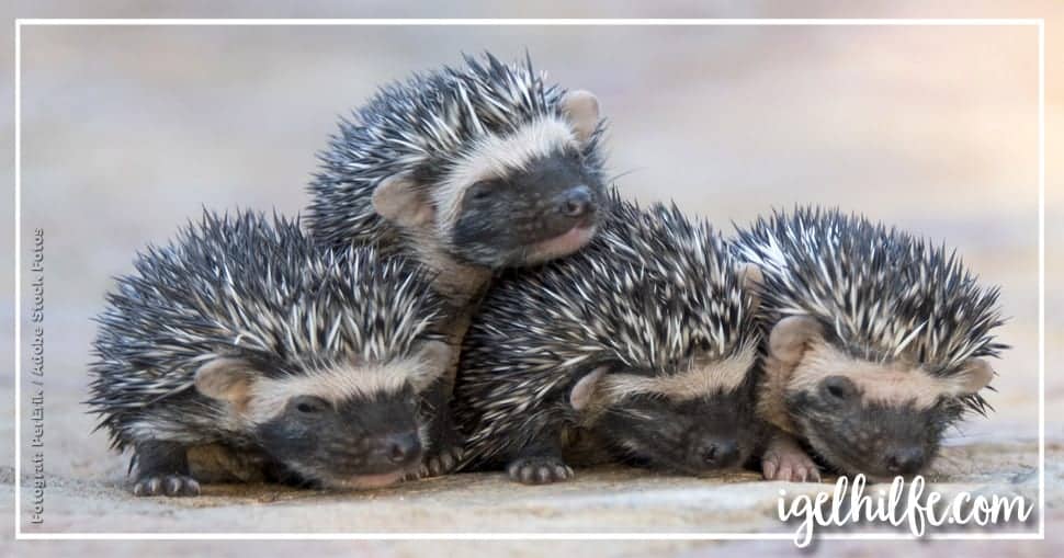 Warum immer mehr Igel im Herbst Hilfe benötigen