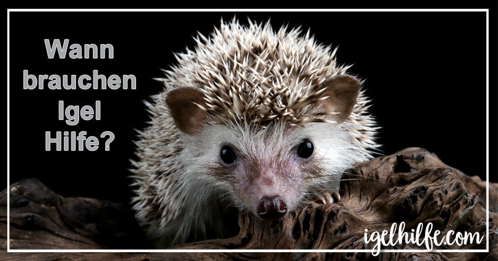 Wann brauchen Igel Hilfe Igel-Saison 2022 hat begonnen