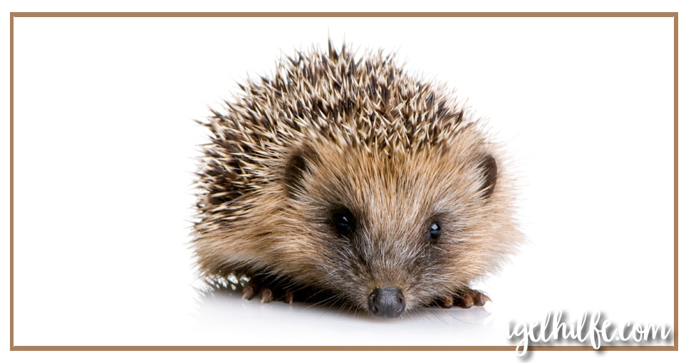 Igel im Frühjahr