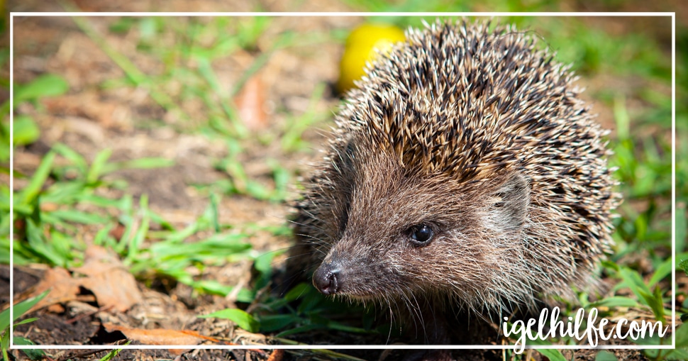 Verletzte Igel benötigen tierärztliche Hilfe